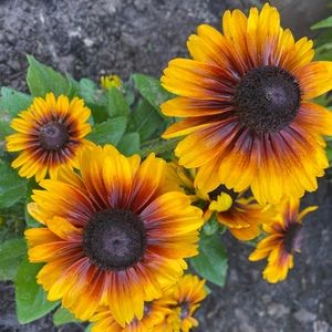 Meet your Posher, Stacy